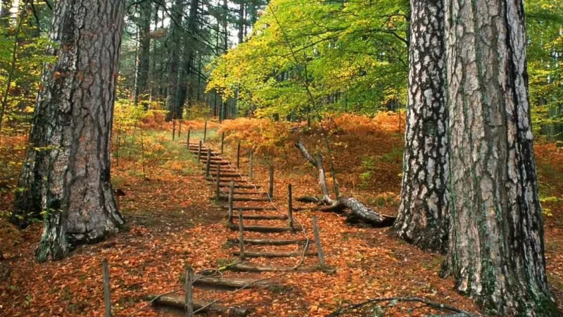 Sila autunno